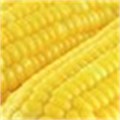 Maize price increases could cause unrest