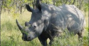 White rhino in the Kruger National Park. (Image: Esculapio, via Wikimedia Commons)