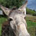 New sanctuary for Cape's donkeys