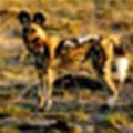 Wines to save wild dogs