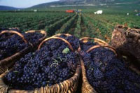 The South African wine industry showed incredible growth in 2012, exporting 417-million litres of wine and breaking the previous record of 407-million litres, set in 2008.