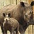 Konica Minolta SA hands R285,600 cheque for rhino conservation