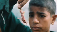 A child from the Egyptian governorate of Qallubia holds a red desert locust after an invasion of his family's field in 2004. (Photo: )