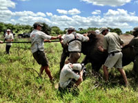 &Beyond translocate six white rhino to Okavango Delta
