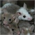 Shining red mice help Czechs fight bowel cancer, skin disease