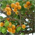 Apricot industry a winner for SA
