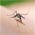 Online mapping tool tracks insecticide-resistant malaria