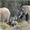 Elephant born at Sanbona Wildlife Reserve