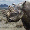 WWF, TRAFFIC target rhino horn consumers