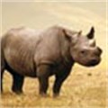 Minister commits to tackling rhino poaching