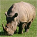 Over 300 rhino poached
