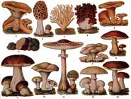 Edible Fungi (Image: Wiki Images)