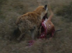 The cause of all the agro - the hyena that had driven her off her kill and was now treating it as a takeaway.