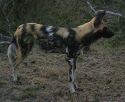 Along with leopards, wild dogs are apparently rare sightings - and to see them on a hunt is particularly enjoable - not that the jackal would agree, of course.
