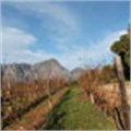 Solar electricity projects for SA wine farm