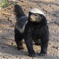 Johannesburg Zoo's tweeting honey badger a world first