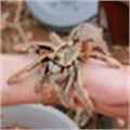 Preliminary results on Exxaro relocation of baboon spiders