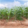 Maize ends firmer on local crop concerns
