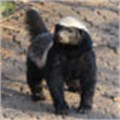Johannesburg Zoo's live tweeting badger fires world's imagination