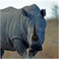 Marakele distressed after discovering rhino carcass