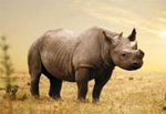 Czech Republic seizes 24 white rhino horns