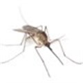 New findings could influence the development of therapies to treat dengue disease