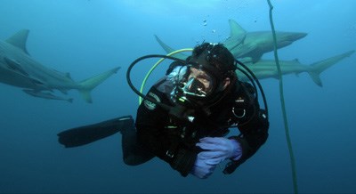 Scott keeping a watchful eye on the Oceanic Blacktip Sharks