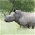 Fight against rhino poaching a priority, says SA government
