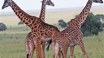 The giraffe (Giraffa camelopardalis) is an African even-toed ungulate mammal, the tallest living terrestrial animal and the largest ruminant. These were photographed in the Eastern Serengeti. (Image: Harvey Barrison from Massapequa, NY, USA, via Wikimedia Commons)