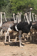Highgate ostrich show farm to relaunch
