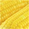 Maize futures end mixed‚ eye US report
