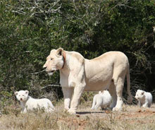 White lion cubs born in game reserve