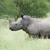 Central database for rhino-related funders being finalised