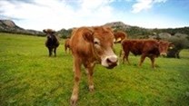 Reducing meat production to reduce greenhouse gasses