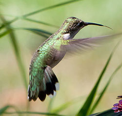 Humming Bird with tongue still visible from feeding. (Image: Gszrir, via Wikimedia Commons)