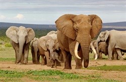 Six tons of ivory seized in one week