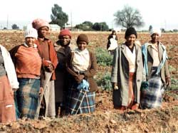 Farmworkers are using unproductive land to grow vegetables for the community. Image: Wiki Images.