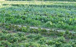 Successful crop production in Kuruman. Image: Wiki Images
