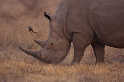 Poisoning rhino horn - ethically defendable, but legally questionable?