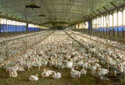 SA poultry producers are battling to survive because of cheap chicken imports. Image: Wiki Images