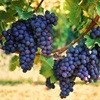 Smaller wine grape harvest still promising