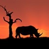 Interpol advises on rhino poaching