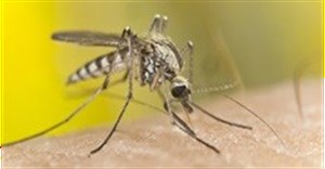 Understanding who is most susceptible to West Nile virus