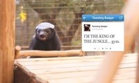 Viral honey badger meets Johannesburg Zoo honey badger