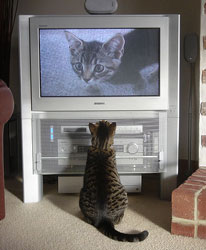 A TV commercial for cat food should be so good even its ultimate target market will want to watch. And having those behind TV ads put their name to them will help improve the quality of the productions, says Chris Moerdyk. (Image: Wikimedia Commons)