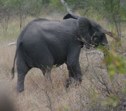 You could spot an elephant or two in one of Limpopo's many reserves. (Image: Rod Baker)