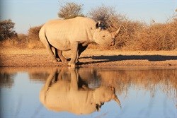 Four suspected poachers fatally wounded in KNP