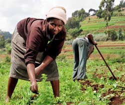 A special fund has been set up by the African Development Bank to fund farming ventures. Image: