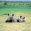 Spur raises R90,000 for anti-rhino poaching