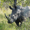 Poached rhino horns returned to SA